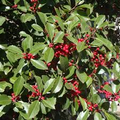 Ilex Opaca (American Holly) Seeds - 500 mg for Planting