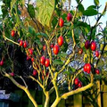 Tamarillo Tree Tomato Seeds (Cyphomandra betacea) – Fast-Growing, High-Yield Fruit