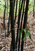 Black Bamboo Phyllostachys Nigra Bare Root Rhizomes - 3 Fresh Live Roots for Privacy Screen