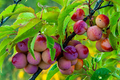 Wild American Plum Cuttings (12) - Unrooted Edible Tree, Prunus americana