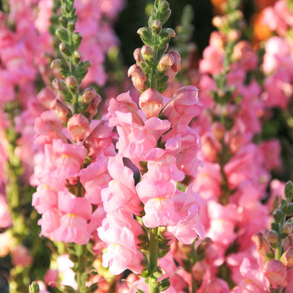 Antirrhinum majus Potomac Pink Snapdragon Seeds – 1000+ Soft Pink Blooms