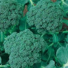 Broccoli Waltham 29 Seeds - Heirloom, Cold-Hardy Brassica oleracea var. italica, 300 Seed Pack