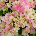 Imperial Thai Delight Bougainvillea Starter Plant | Well-Rooted Live Plug, Full Sun