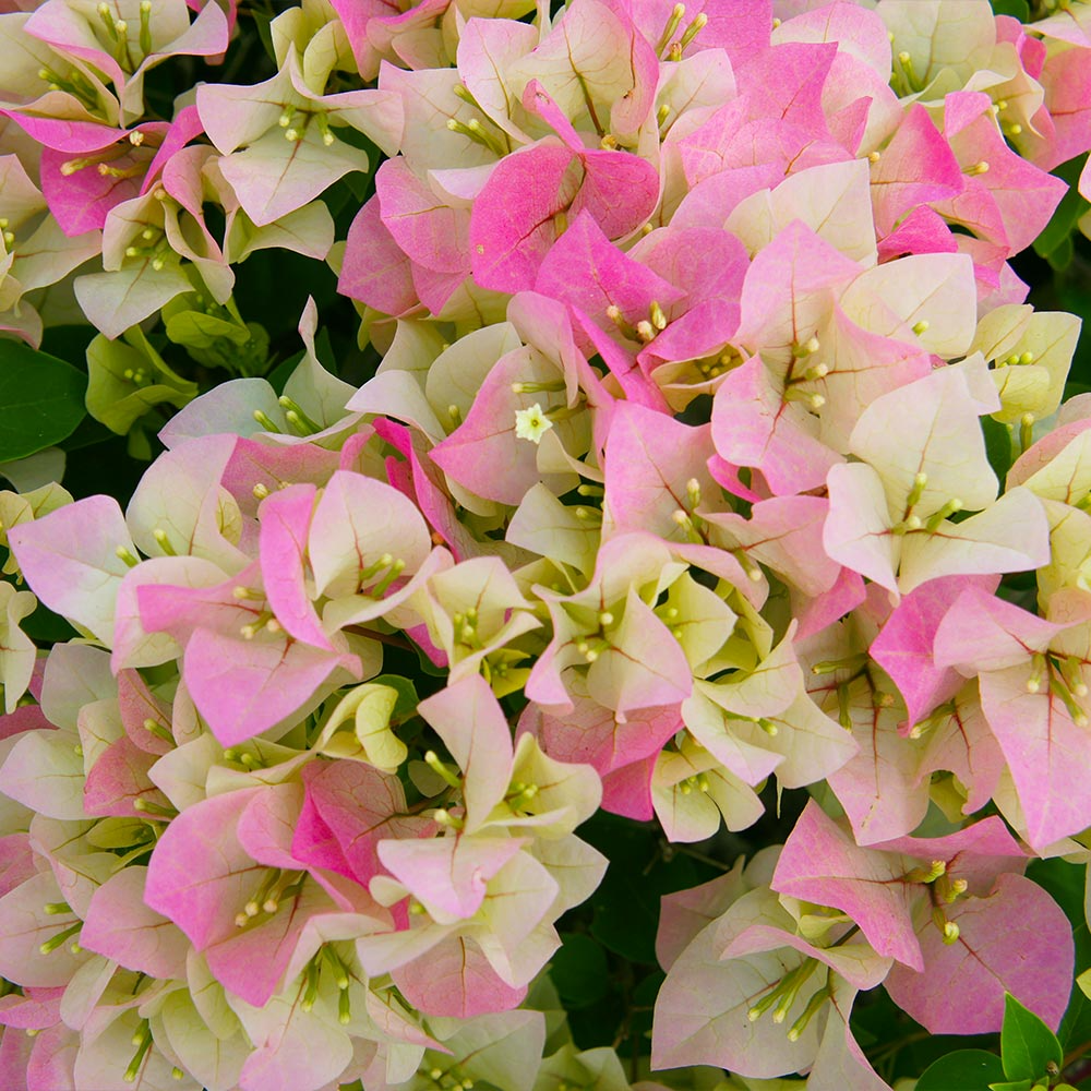 Imperial Thai Delight Bougainvillea Starter Plant | Well-Rooted Live Plug, Full Sun