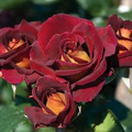 Dark Night Rose Cuttings - 3 Perennial Bush Roses (6"), Red & Pink Blooms