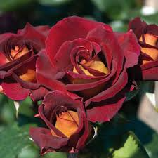 Dark Night Rose Cuttings - 3 Perennial Bush Roses (6"), Red & Pink Blooms