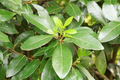 Sweet Laurel Bay Tree Cuttings (5"), Laurus nobilis | 5 Unrooted Cuttings for Bay Leaf Culinary Use