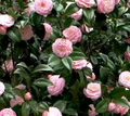 Pink Perfection Camellia Japonica Starter Plant | Pale Pink Double Blooms | Evergreen Shrub for Shade | Zones 7b-10