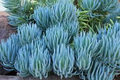Senecio Mandraliscae Blue Chalk Sticks Cuttings - 9x 5" Long, Starter Plant