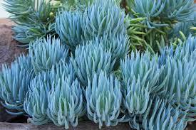 Senecio Mandraliscae Blue Chalk Sticks Cuttings - 9x 5" Long, Starter Plant