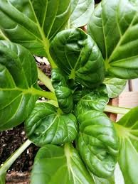 Tatsoi Pak Choi Seeds - Brassica rapa var. rosularis (500mg) Heirloom Asian Greens