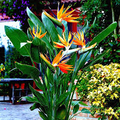 Orange Bird of Paradise Seeds (Strelitzia reginae) – 45 Seeds, Crane Flower, 3-5 ft, Zones 9-11