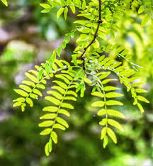 Thornless Honey Locust Tree Bare Root Plant (Gleditsia triacanthos var. inermis) 18"-24"