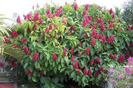 Brazilian Red Cloak Unrooted Cuttings (7 x 5-8") - Megaskepasma erythrochlamys, Easy to Root