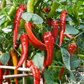 Fresno Chile Hot Pepper Seeds - 250 mg Capsicum annuum Heirloom for Planting