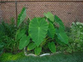 Colocasia Esculenta Bulbs - Elephant Ear Taro Gabi Kalo Eddo (15 Ready to Grow) Starter Plant
