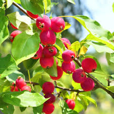 Dolgo Crabapple Seeds - 25+ Pink-Flowering Malus × robusta 'Dolgo' Seed Pack