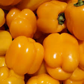 Golden California Wonder Pepper Seeds - Heirloom Capsicum annuum, Sweet & High-Yield