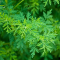 Sweet Wormwood Seeds (Artemisia annua) - 1000 Seeds for Tea & Garden