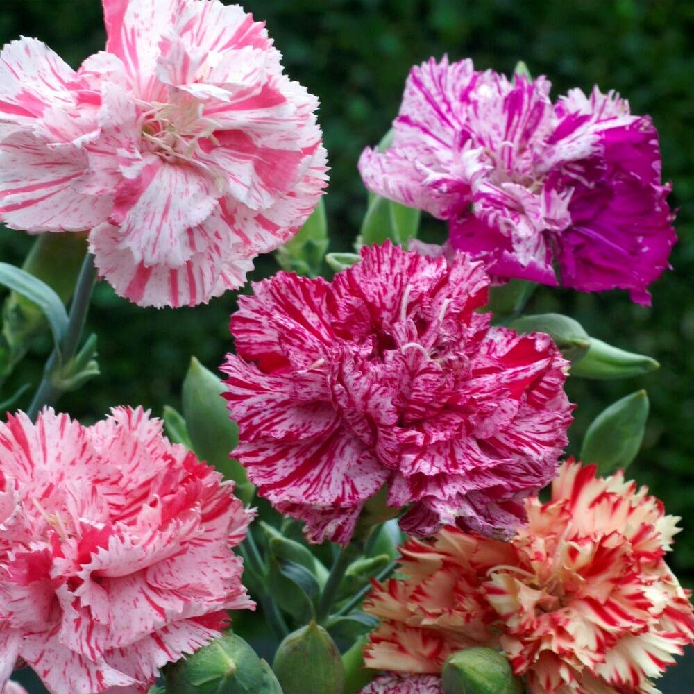 Double Picotee Mix Carnation (Dianthus caryophyllus) - Fragrant, Multi-Color Edges, Long-Lasting Blooms