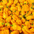 Caribbean Yellow Habanero Pepper Seeds – Capsicum chinense, Heirloom, 300,000+ Scoville