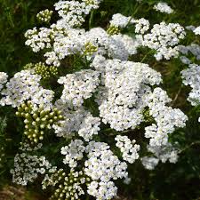 White Yarrow Seeds Achillea millefolium - 2500 Seeds, Hardy Perennial Wildflower for Pollinator Gardens