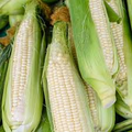 Silver Queen Hybrid Sweet Corn Seeds (Zea mays) - 35 Seeds for Home Garden