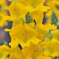 Chantilly Yellow Snapdragon Seeds (Antirrhinum majus) – 1000+ Seeds, Tall Fragrant Yellow Blooms