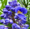 Sapphire Blue Ginger Starter Plant - Dichorisandra thyrsiflora | Air-Purifying, Evergreen, Cold-, Deer-, and Drought-Resistant