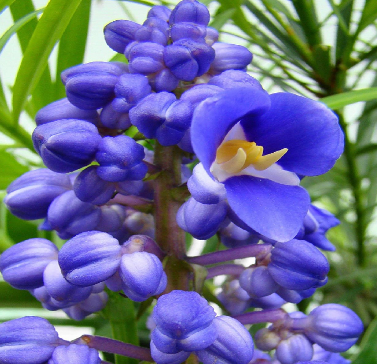 Sapphire Blue Ginger Starter Plant - Dichorisandra thyrsiflora | Air-Purifying, Evergreen, Cold-, Deer-, and Drought-Resistant