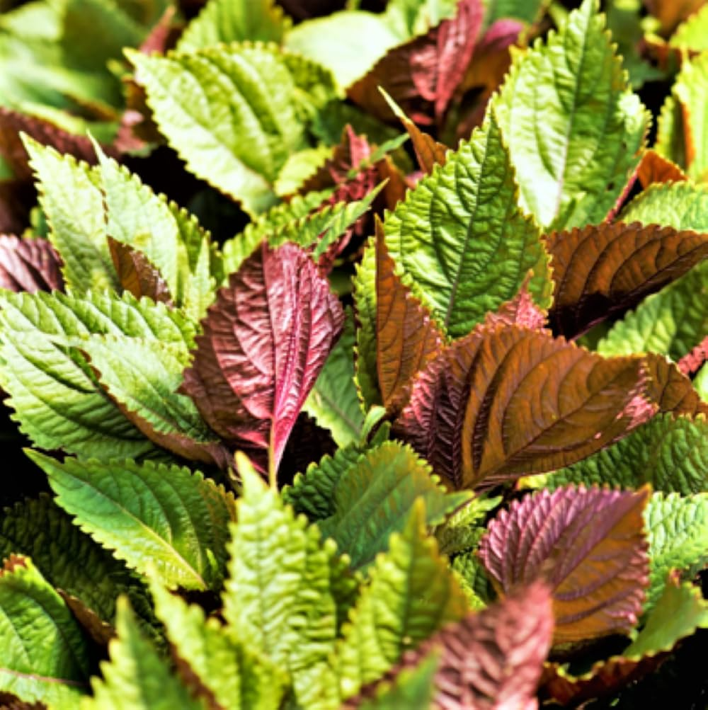 Perilla frutescens Shiso Jeok Ssam Ip Seeds - Red Leaf, Non-GMO, 500mg