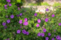 Cranesbill Wild Geranium (Geranium maculatum) Bare Roots — 10 Plants, Native Pollinator Perennial
