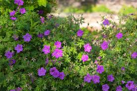 Cranesbill Wild Geranium (Geranium maculatum) Bare Roots — 10 Plants, Native Pollinator Perennial