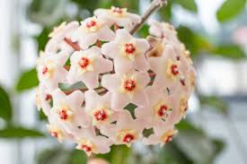 Hoya Carnosa ‘Snow Ball’ Well-Rooted Cutting — Starter Live Plant, 4-Inch Pot