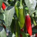 Serrano Tampiqueno Pepper Seeds (250 mg) – Capsicum annuum Heirloom, Medium-Hot Heat