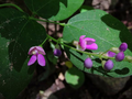 Phaseolus polystachios (Wild Kidney Bean Vine) - 5 Seeds, Native Perennial Climbing Plant