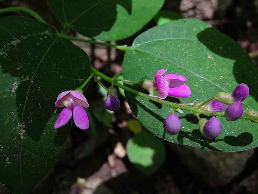 Phaseolus polystachios (Wild Kidney Bean Vine) - 5 Seeds, Native Perennial Climbing Plant
