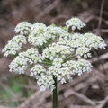 Cow Parsnip (Heracleum maximum) Seeds — 1g, Native Wildflower for Pollinators