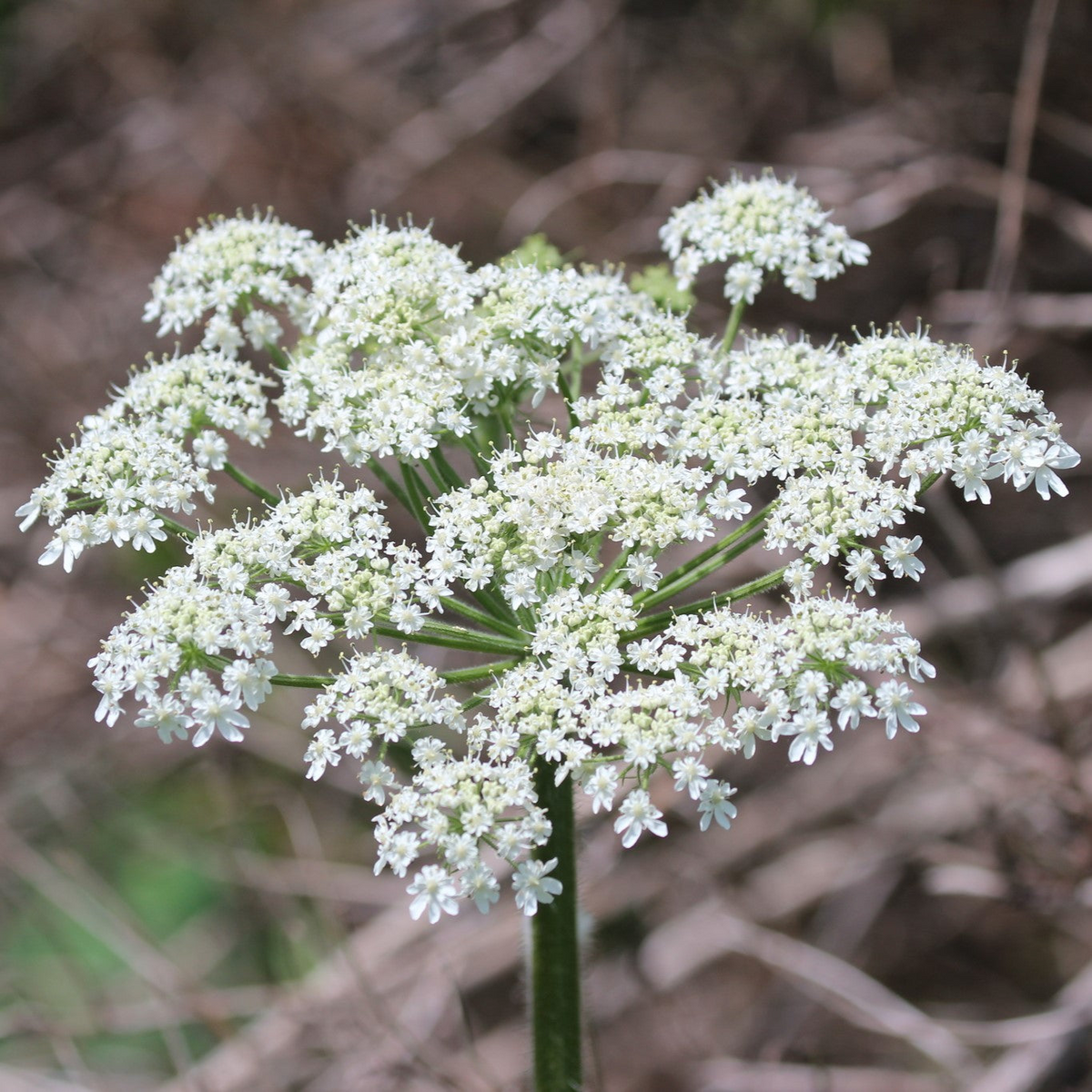 Cow Parsnip (Heracleum maximum) Seeds — 1g, Native Wildflower for Pollinators