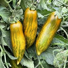 Green Sausage Tomato Seeds - Heirloom, 30 Seeds, Green-Yellow Striped, Determinate