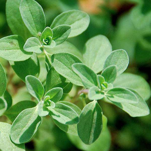 Marjoram Seeds (Origanum majorana) - 400 Non-GMO Organic Seeds for Culinary & Garden Use