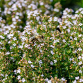 Thyme Seeds - Heirloom Thyme (Thymus vulgaris) 100mg for Planting