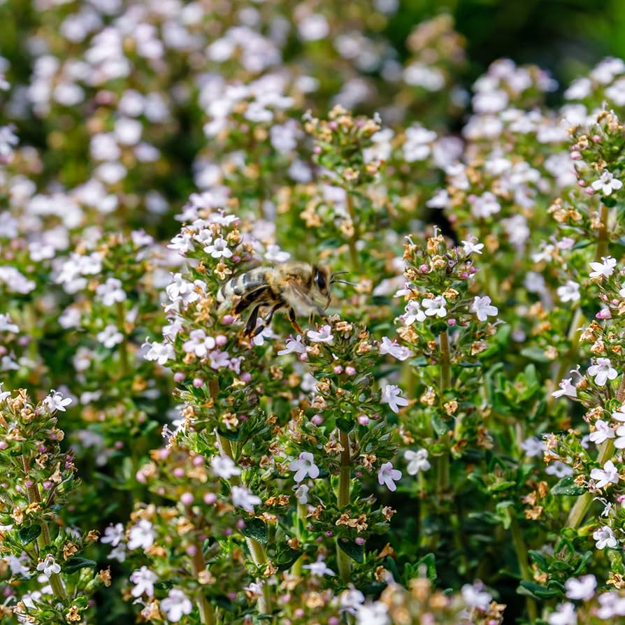 Thyme Seeds - Heirloom Thyme (Thymus vulgaris) 100mg for Planting
