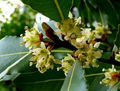Laurus nobilis Bay Leaf Laurel Seeds – 5 Starter Seeds, Aromatic Evergreen
