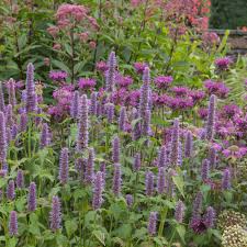 Anise Hyssop Seeds (Agastache foeniculum) – 1,000 Non-GMO Seeds