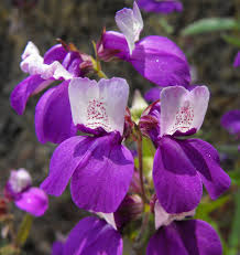 500 Chinese Houses Seeds (Collinsia heterophylla) - Native Wildflower, Non-GMO, Pollinator Attractor