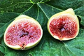 White Adriatic Fig Tree Unrooted Cuttings - 3 Unrooted Ficus carica Cuttings
