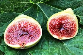 White Adriatic Fig Tree Unrooted Cuttings - 3 Unrooted Ficus carica Cuttings