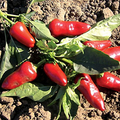 Fresno Pepper Seeds - Heirloom, Non-GMO, 25 Pack