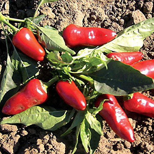 Fresno Pepper Seeds - Heirloom, Non-GMO, 25 Pack